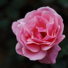 The flower