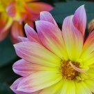 The flower