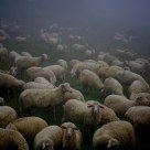 Sheeps
