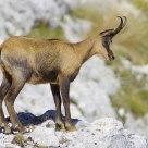 Abruzzi chamois
