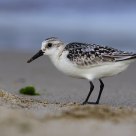 Sanderling (Calidris alba)