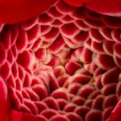 Torch Ginger