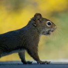 Surprised Squirrel