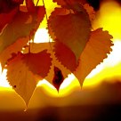 Autumn Gold