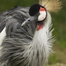 Grue Africaine