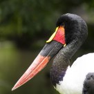 Parc des oiseaux