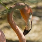 Flamant Rose
