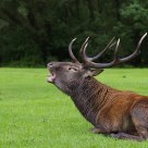 Belling of the stag