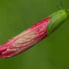 Gumamela Bud