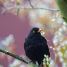 Blackbird