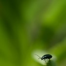 Tiny Beetle