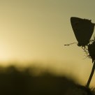 Solpor a finais do verán 2