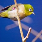 Finch