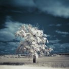 Infra tree