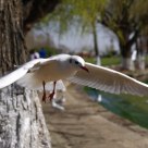 a seagull near the people