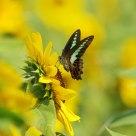 sunflower&butterfly