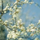 White blossom abstract