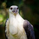 White-Breasted Sea Eagle (Haliaeetus leucogaster)