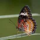 cethosia hypsea hypsina