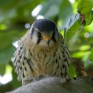 American Facon (2) ....................... Free bird, Happy bird