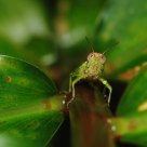  Grasshopper