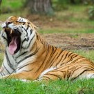 Yawning Tiger