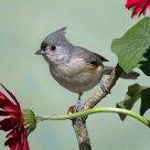 Tufted Titmouse