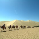 Camel Caravan