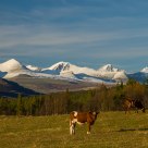 Cows in front of mountains in Rondane/ Norway