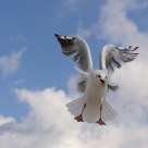 Attack