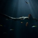 Zebrashark