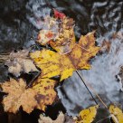 Fallen leaf
