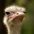 Ostrich