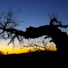 Tree in dawn