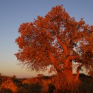 The first sunshine on Poplar in autumn