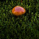 Mushroom