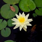 Lotus  