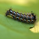 Caterpillar