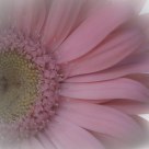 daisy 2