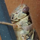 grasshopper