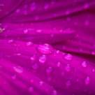 daisy 3