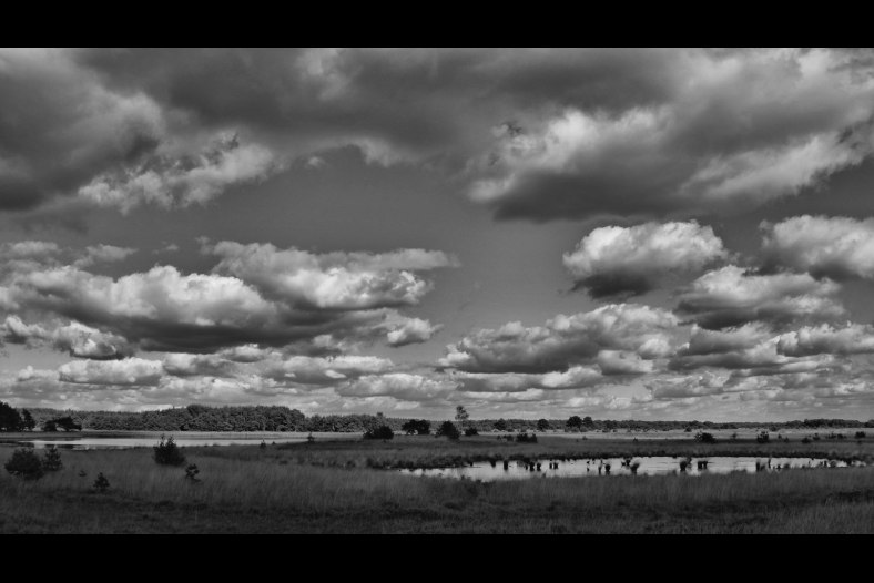 Heathland