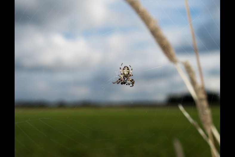 Qspider 