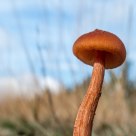 Yet Another Mushroom
