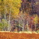 Minnesot'n Fall Colors