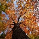 Look up... up