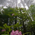 Rhody in the Forest