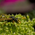 Macro
