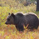 Griz Grazing for Winter