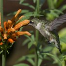 Ruby-throated Hummingbird on Leonotis Leonurus